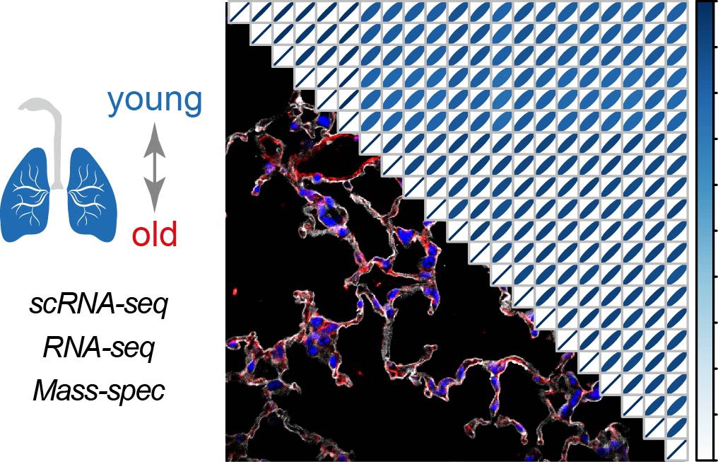 Cell atlas of the aging lung