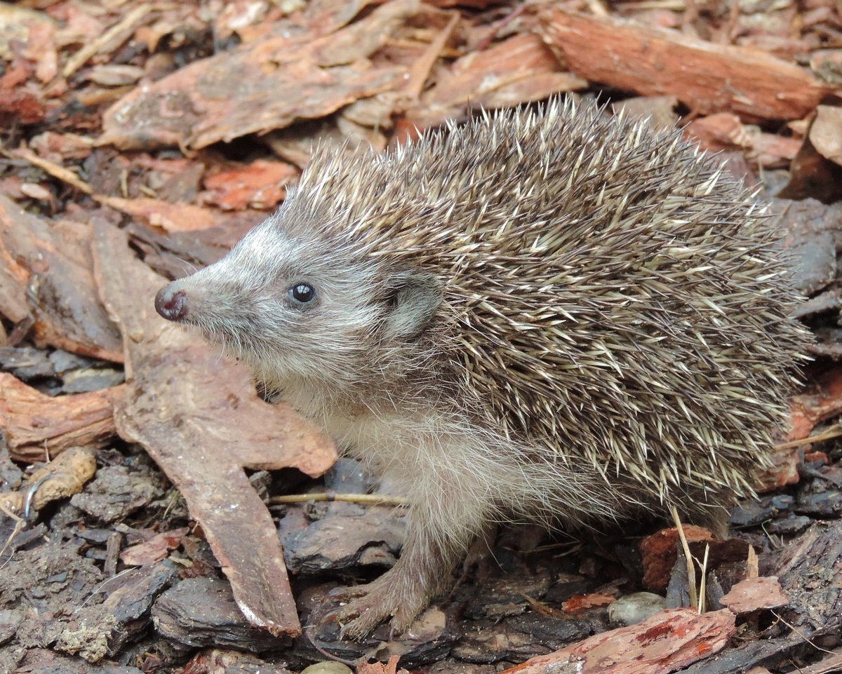 VIER PFOTEN: Im Herbst ist der Igel los