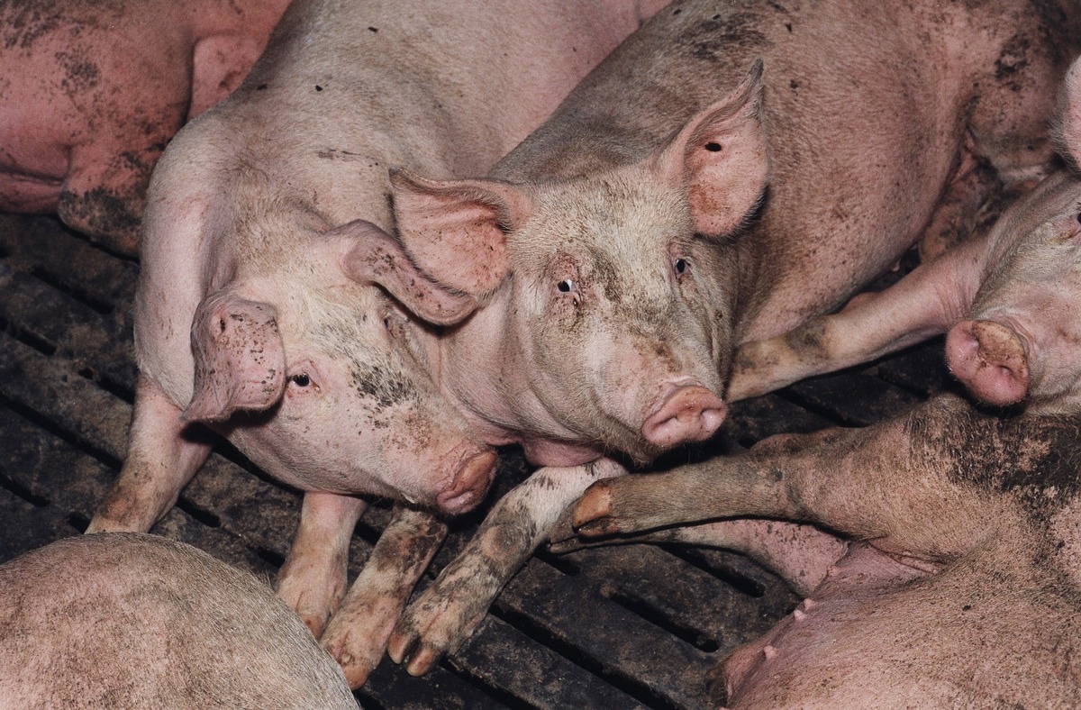 Jamaika-Sondierungen zum Tierschutz ernüchternd: VIER PFOTEN fordert konkrete Maßnahmen statt schwachem Lippen-Bekenntnis