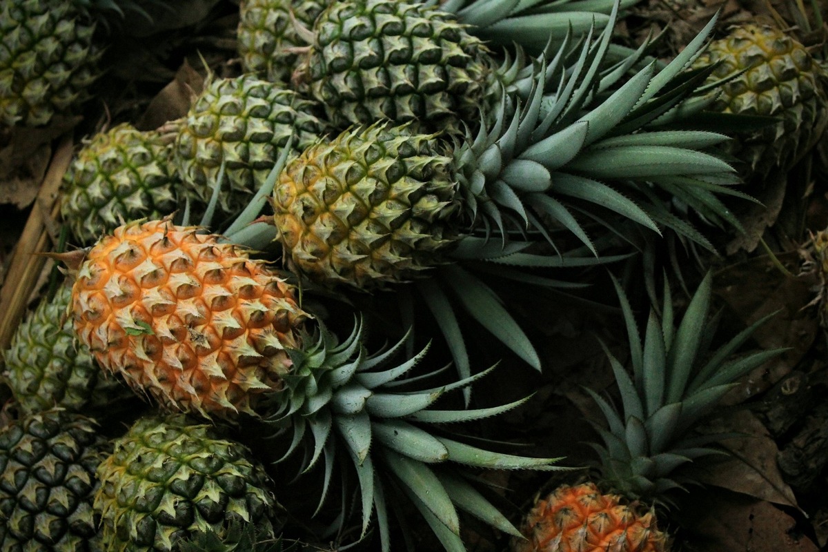 „From Farm to Fork“ auf der BIOFACH: Integration von Biodiversität in Lieferketten