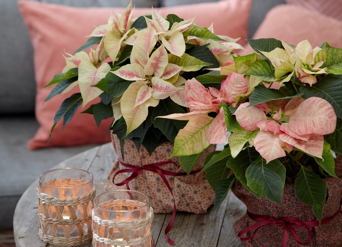 Nicht nur zur Weihnachtszeit: Farbenfrohe Raumdekorationen mit Poinsettien