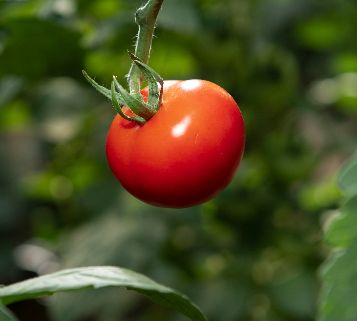 Mit dem Verzehr dieser fünf Gemüsesorten in diesem Herbst können Sie Ihre Gesundheit und unseren Planeten schützen