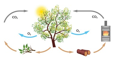 Naturholzmöbel: Nicht nur schön, sondern auch klimaneutral (BILD)