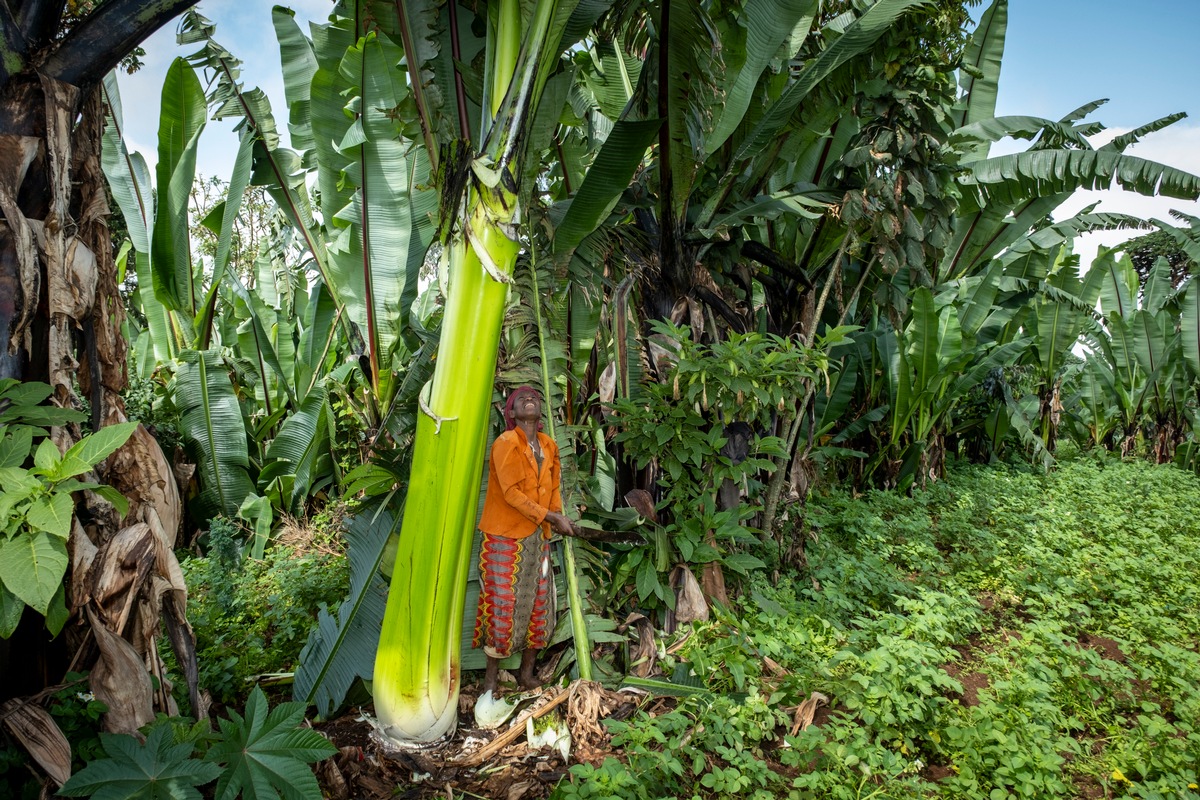 Überleben mit speziellem Superfood: Die Pflanze gegen den Hunger