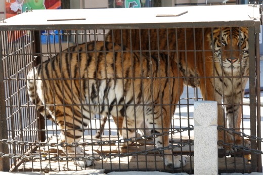 Wie die Tiger Mafia in Asien und Europa mit gefährdeten Grosskatzen handelt