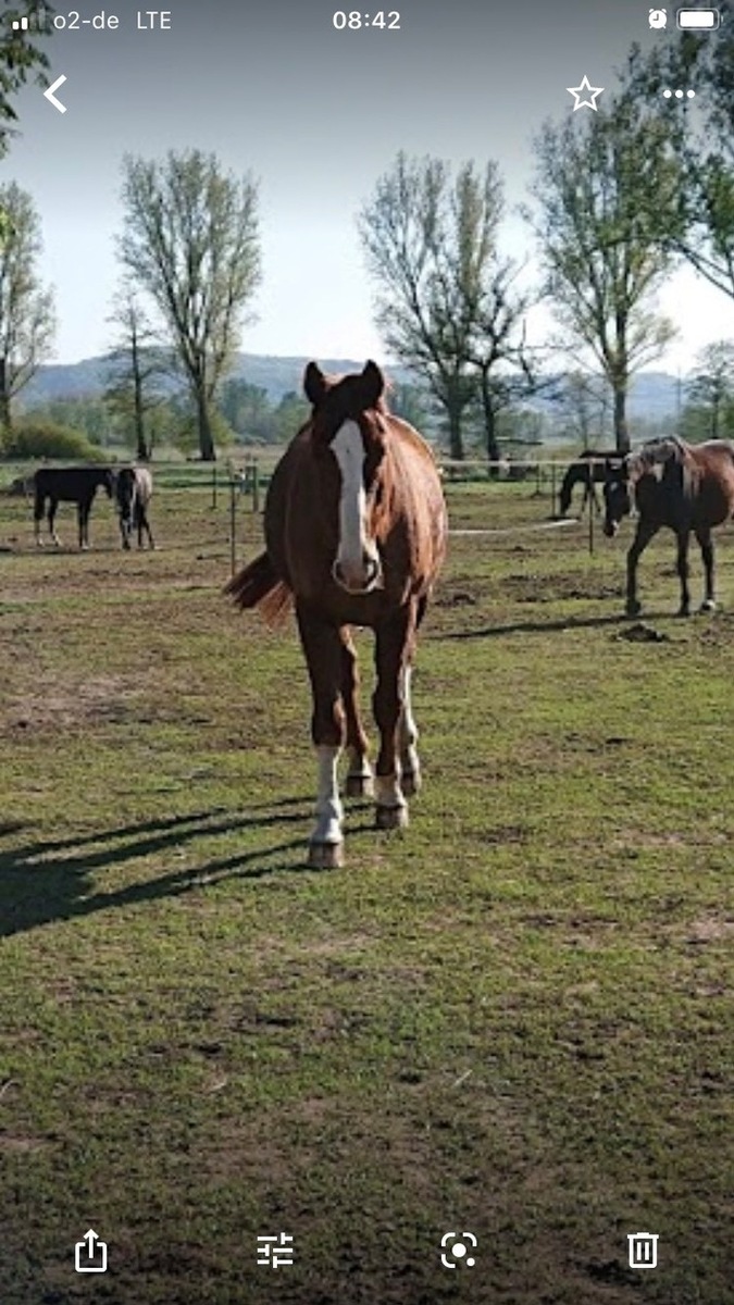 POL-PDKL: Pferd aus umzäunter Koppel verschwunden/Korrekturmeldung