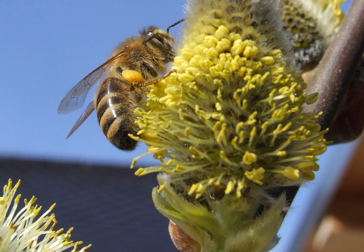 Pause für Säge und Heckenschere bedeutet Blüten für Insekten zu erhalten