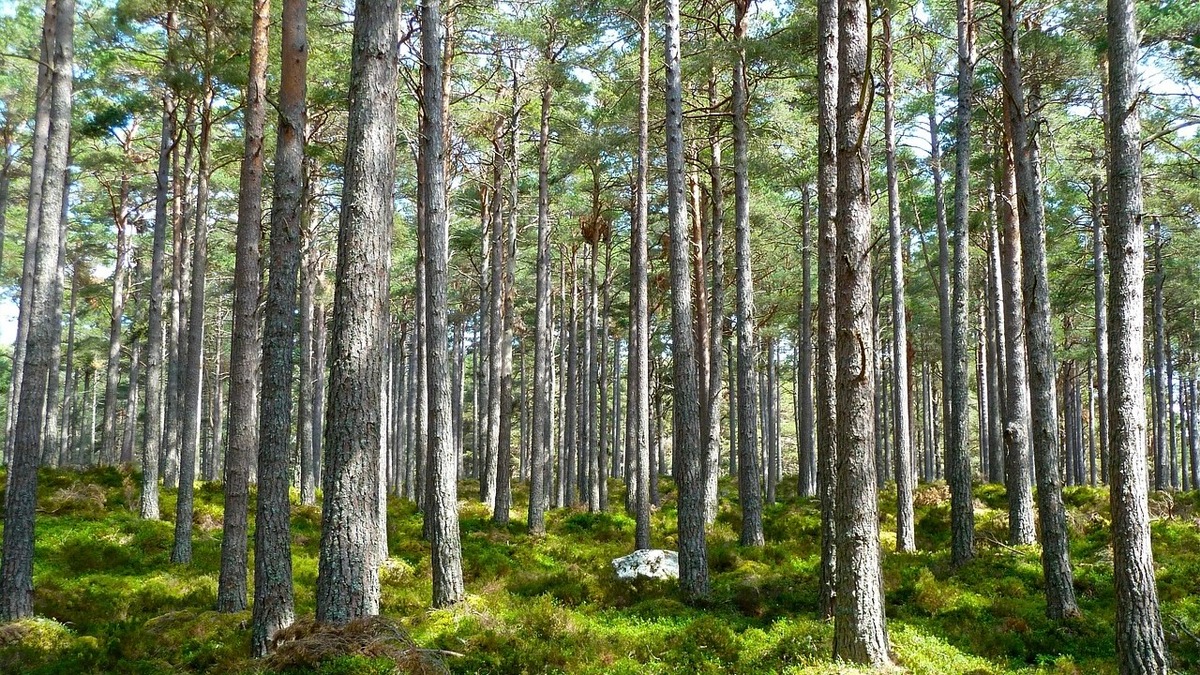 Bundeswaldinventur ist Appell für Waldbewirtschaftung