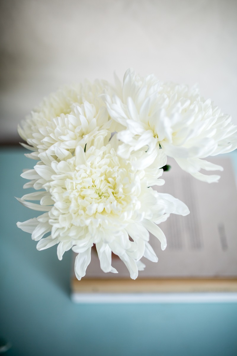 Farbenfrohes Weihnachtsgesteck und blühende Schneeflocken / Arrangement aus Chrysanthemen als stilvolle Winterdekoration