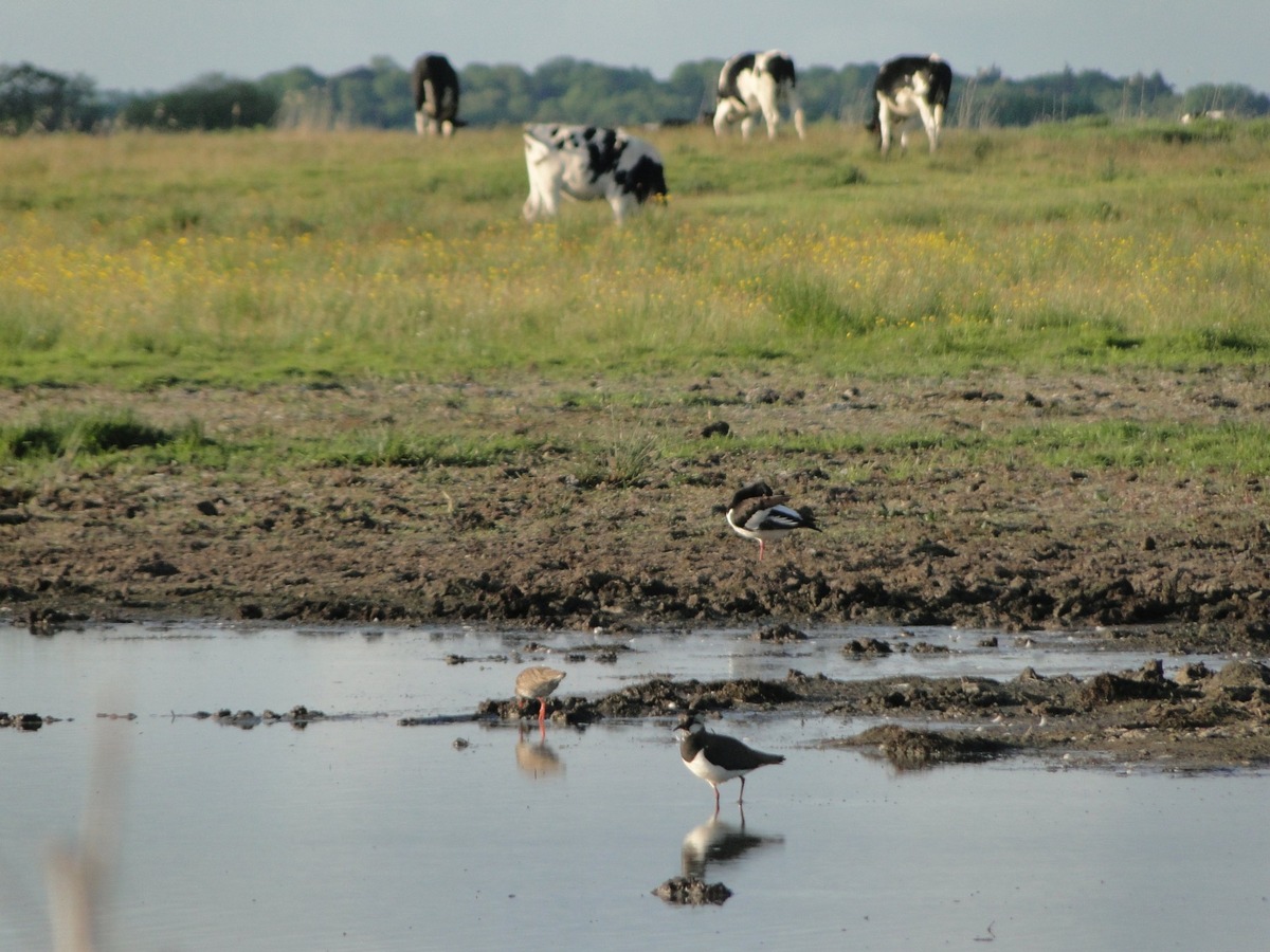 DBU: Milchviehbetriebe als Modell für ein Miteinander von Naturschutz und Landwirtschaft - Projektförderung durch die Deutsche Bundesstiftung Umwelt