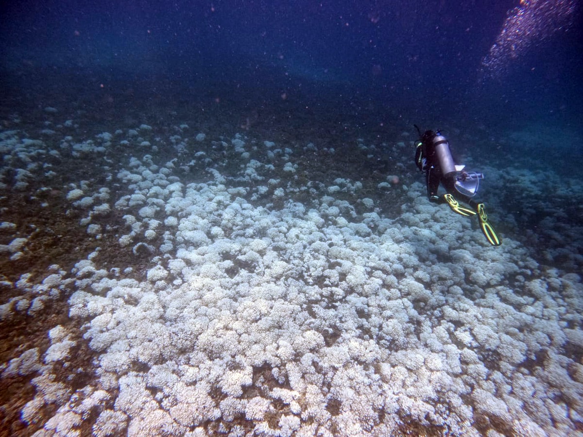 Vierte globale Korallenbleiche: ZMT-Forscherin beobachtet Zustand der Riffe im östlichen tropischen Pazifik