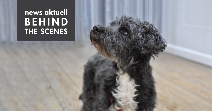 BLOGPOST: Kommst Du hierher! Interview mit news aktuell-Bürohund Krümel