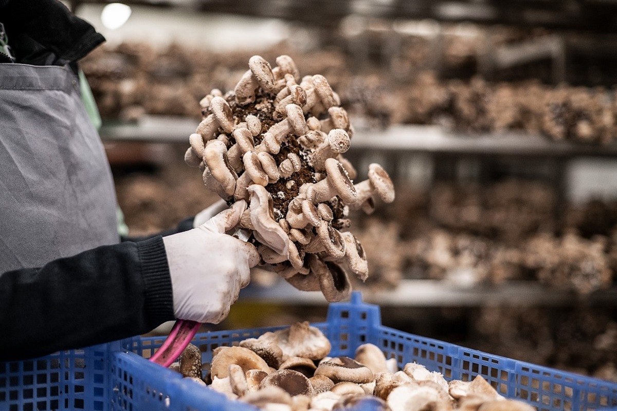 Workshop für angehende Edelpilzproduzenten