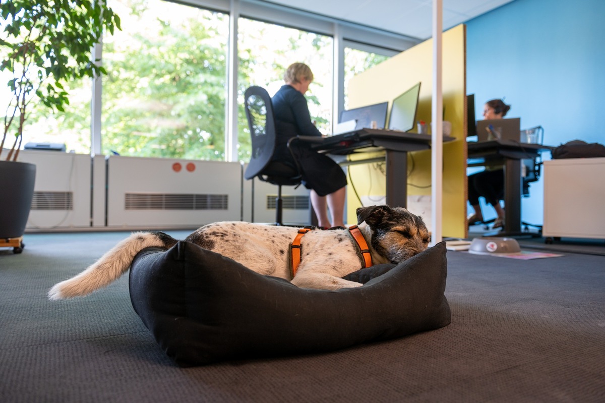 Hunde am Arbeitsort beeinflussen das Arbeitsklima positiv