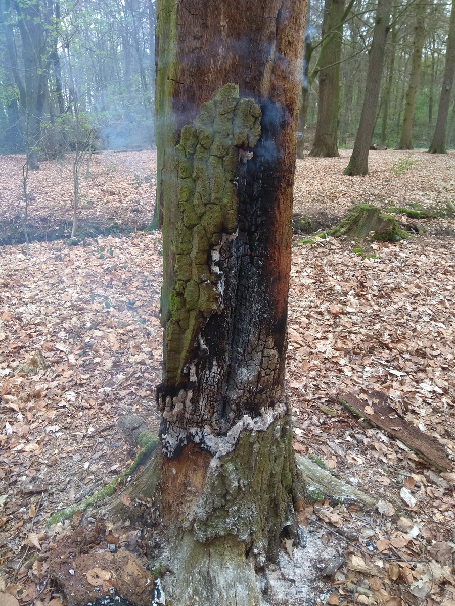 FW-KLE: Feuerwehr löscht Feuer im Wald/ Kühlmittel verunreinigt Straße