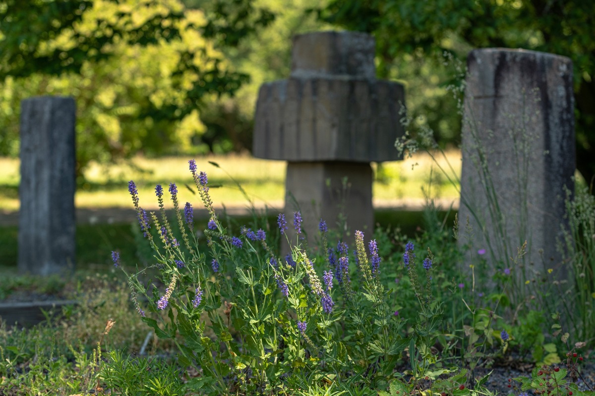 ++ Ökotipp | Naturnahe Grabgestaltung -  So wird der Friedhof zur Oase für Wildbienen und Schmetterlinge ++