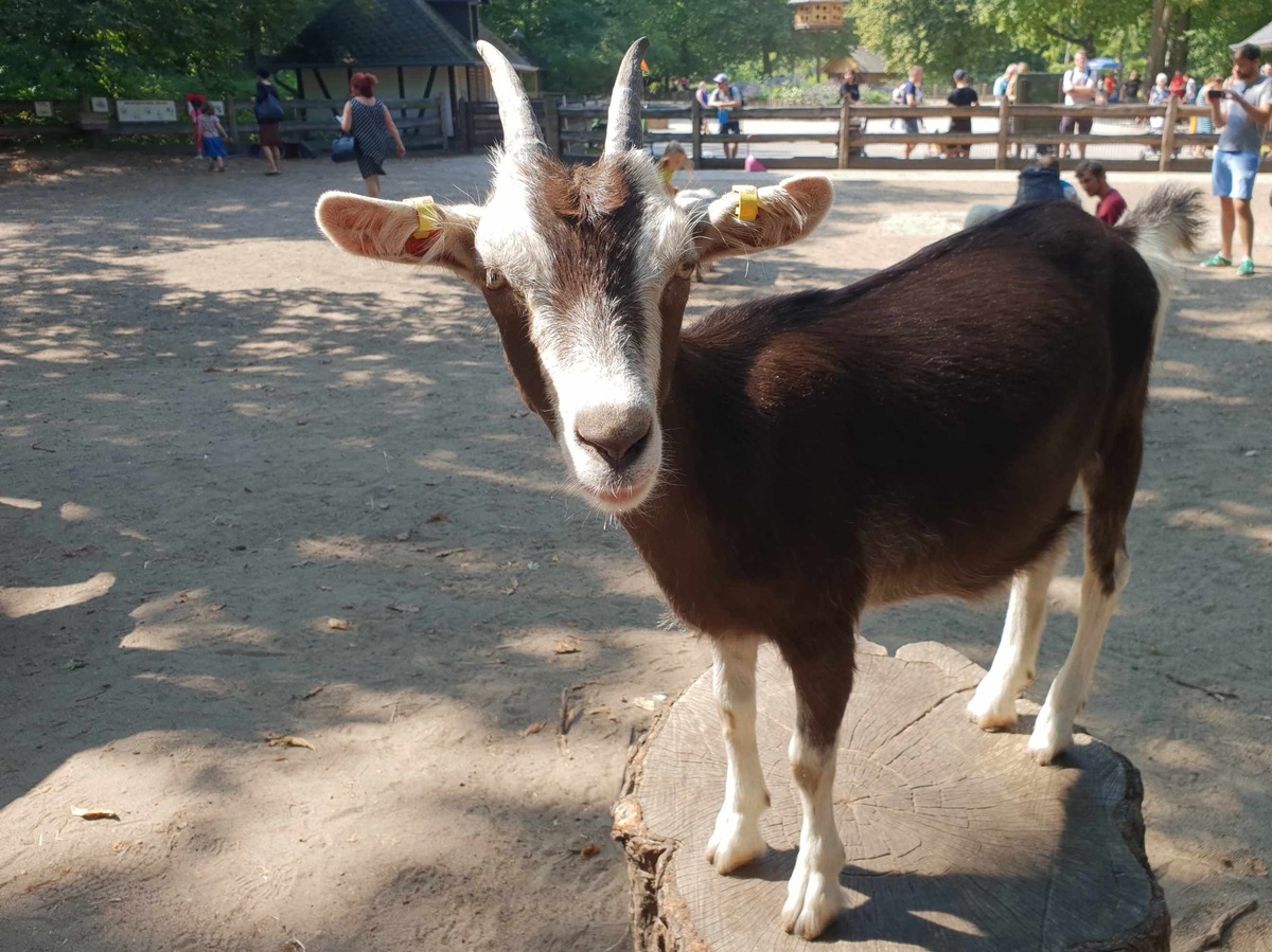 Zoo präsentiert Nutztiere. Auch auf der Grünen Woche / Verband der Zoologischen Gärten setzt sich für den Erhalt bedrohter Nutztierrassen ein