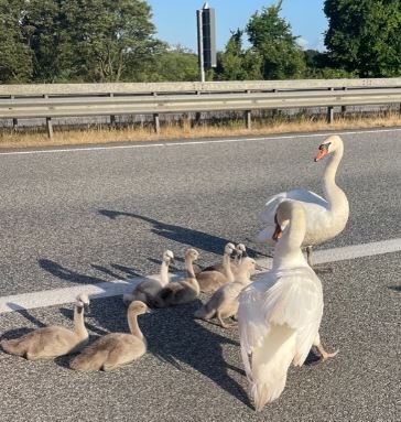 POL-FL: Schwanenfamilie bringt Verkehr auf der A7 zum Stillstand