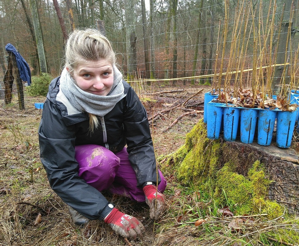 Fast 20 Freiwillige mit dem Bergwaldprojekt e.V. im Einsatz für einen naturnahen Wald im Spessart