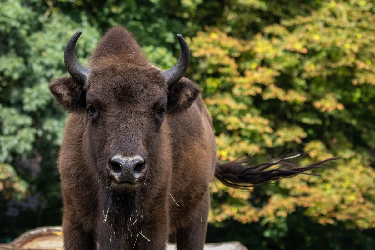 Das Wisent: Fast ausgerottet und doch wieder da / Verband der Zoologischen Gärten freut sich über 100 Jahre erfolgreiches Artenschutzprojekt