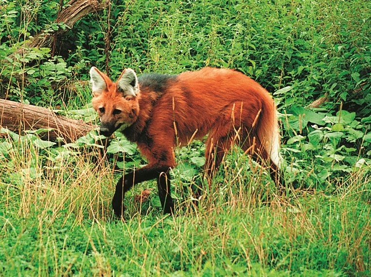 Der Mähnenwolf im Bleistiftwald / Am 21. März ist der internationale Tag des Waldes