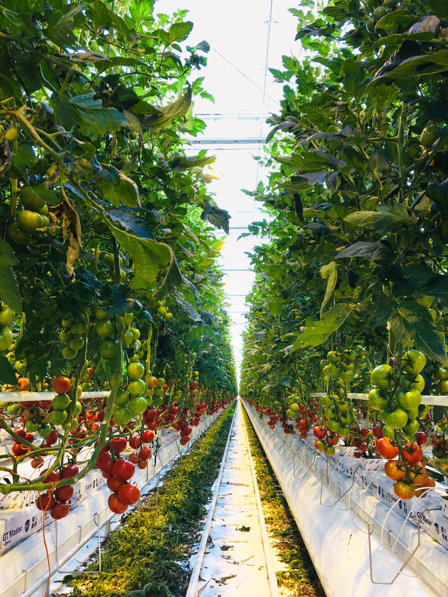 Jetzt auch im Winter: Tomaten aus deutschem Anbau