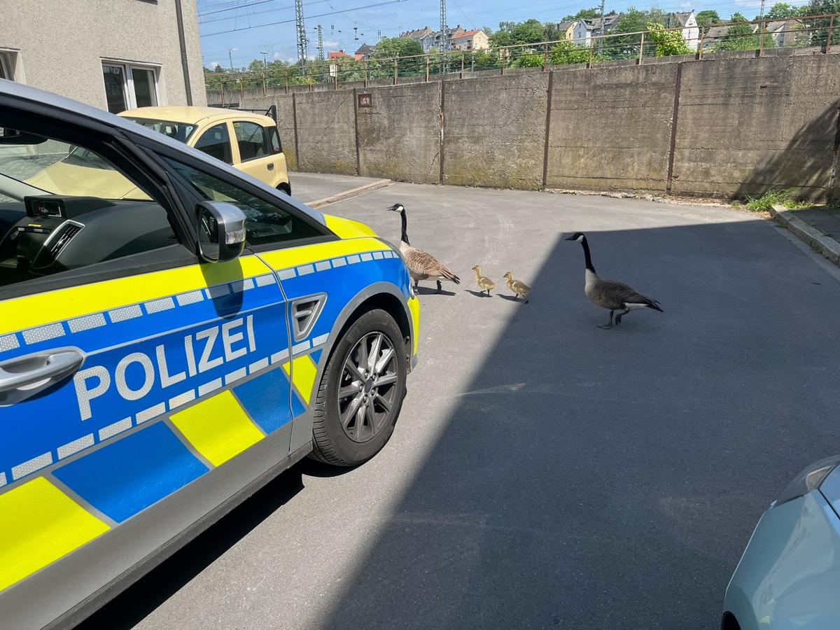 POL-HA: Gänse verirren sich in Sackgasse