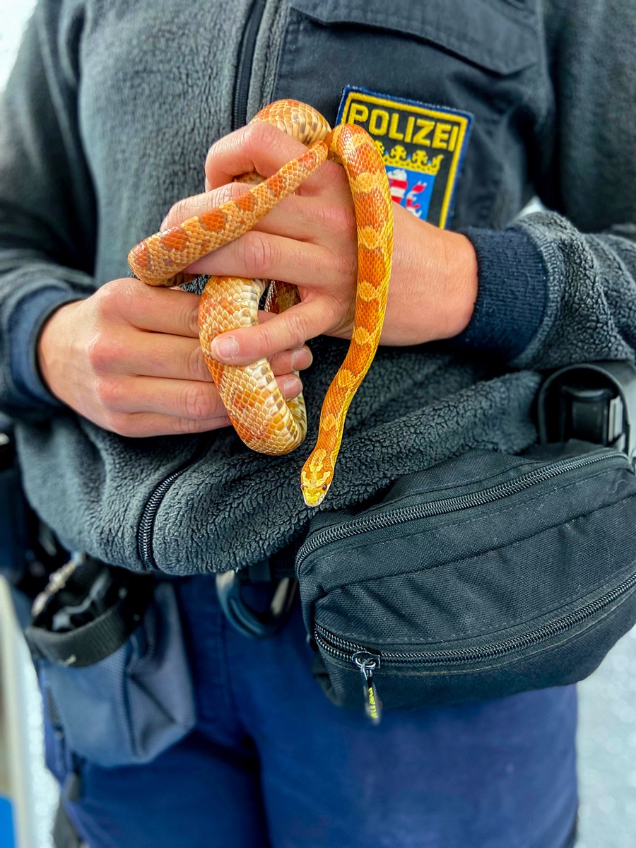 POL-WE: Nicht alltäglicher, tierischer Einsatz der Polizei in Friedberg + Diebstahl aus Auto in Butzbach