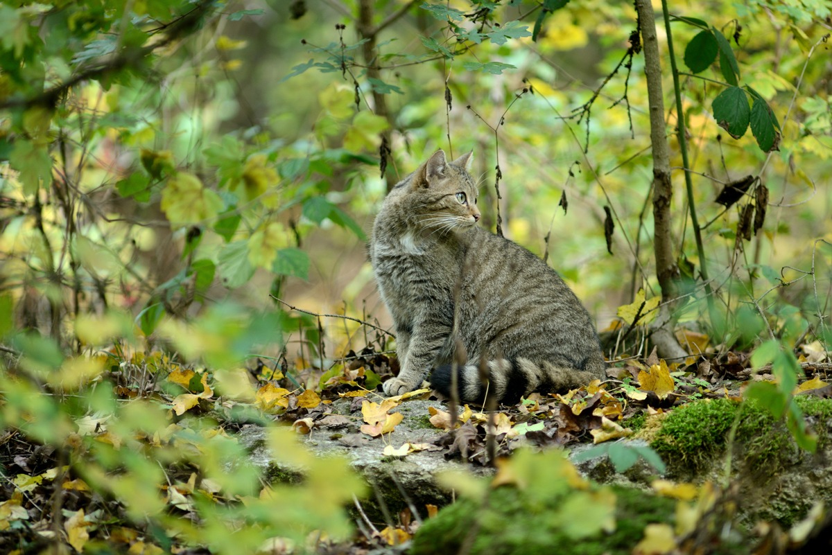 ++ BUND feiert 20 Jahre Rettungsnetz für die Wildkatze – Langjährige Naturschutzarbeit zahlt sich aus – Die Wildkatze kehrt zurück ++