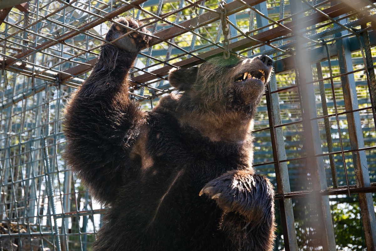 QUATRE PATTES dénonce les conditions de vie inacceptables de quatre ours bruns en Slovénie