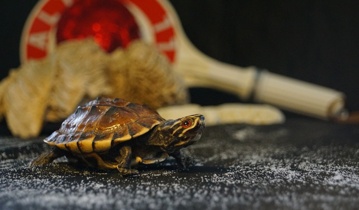 HZA-KA: 22. Mai 2024: Internationaler Tag der biologischen Vielfalt / Zoll leistet wichtigen Beitrag zum Schutz bedrohter Tiere und Pflanzen