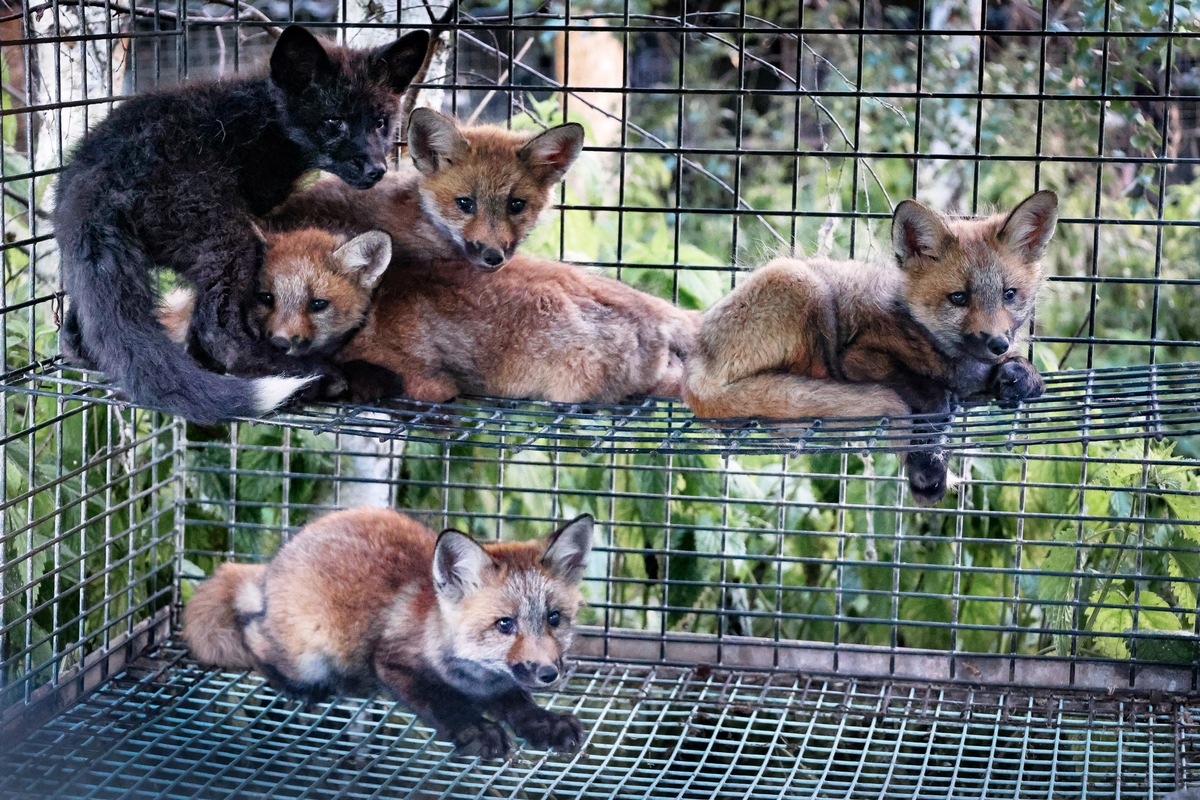 Tierrechtorganisation schlägt Alarm: junge Marderhunde und Füchse leiden auf polnischen Pelzfarmen - aktuelles Bildmaterial schockiert