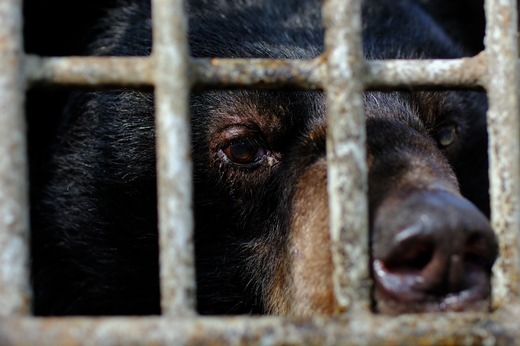 Seltener goldener Kragenbär unter sieben geretteten Gallebären in Vietnam