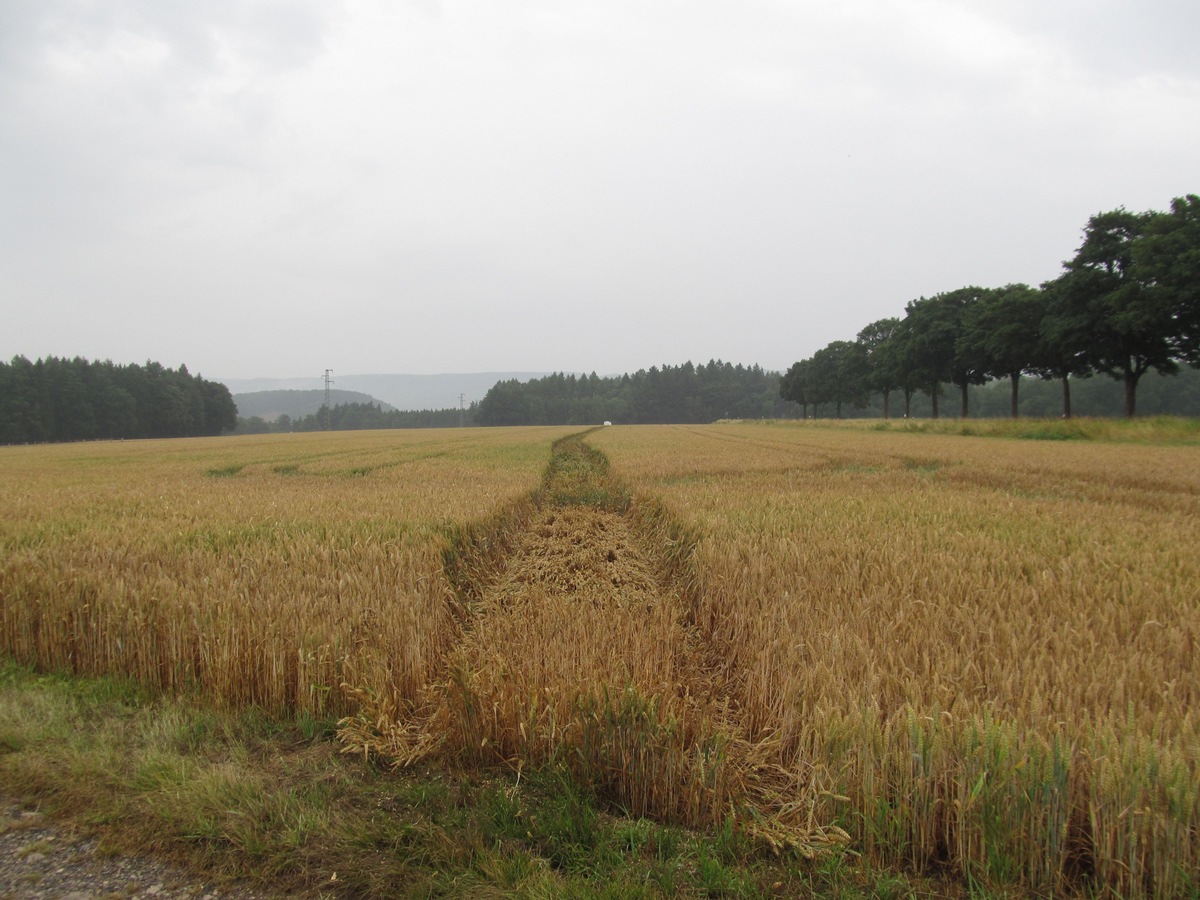 POL-HOL: Gemarkung Eschershausen - Odfeld: Aus Übermut Kornfeld &quot;geplättet&quot; -  Bestelltes Weizenfeld beschädigt -