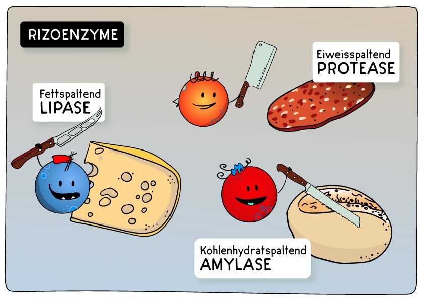 Immer wieder Durchfälle nach fetthaltigen Mahlzeiten? / Nichts geht ohne die Enzyme der Bauchspeicheldrüse / Erklärvideos zur Bauchspeicheldrüsenschwäche und der Behandlung mit Verdauungsenzymen