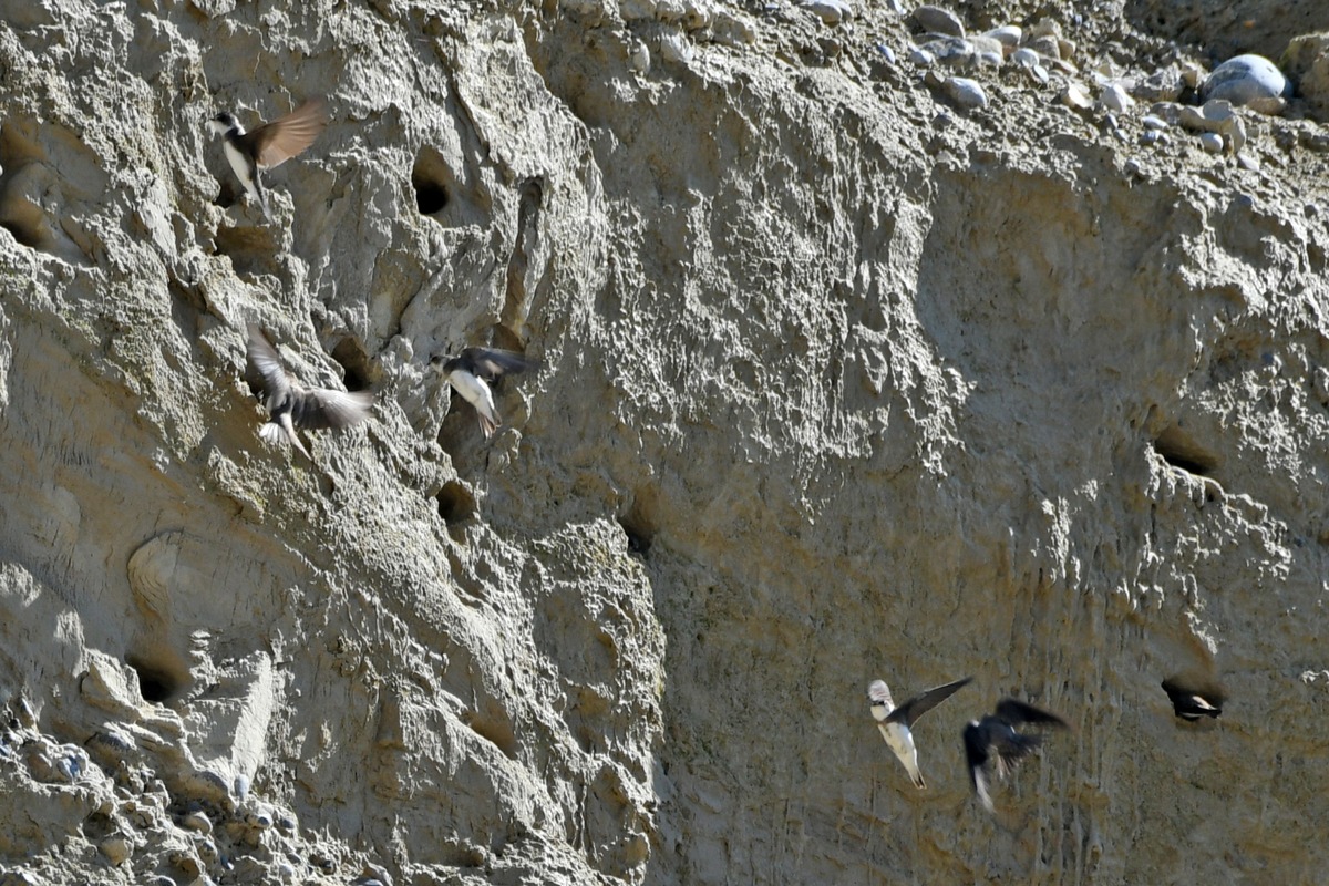 Uferschwalben brüten wieder in der Kiesgrube Kirchberg