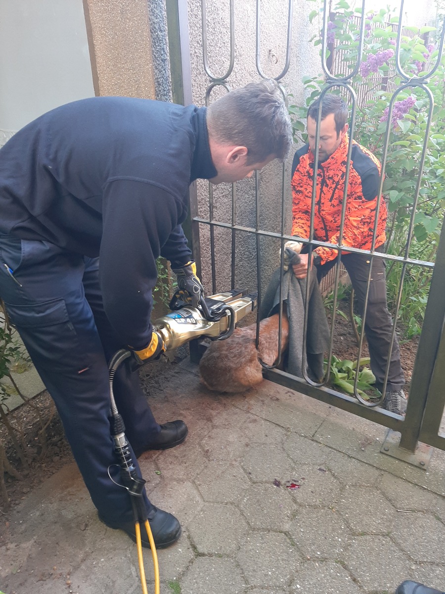 FW-E: Rehbock hängt im Gartenzaun fest, mit hydraulischem Spreizer befreit