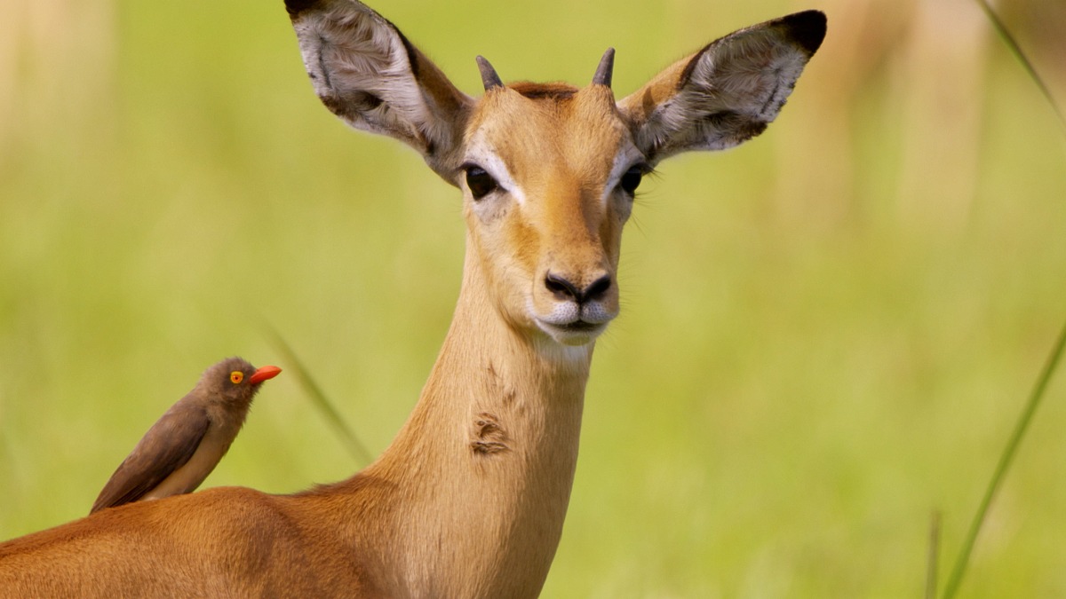 &quot;Die Gesichter der Savanne&quot;: 3sat zeigt dreiteilige Naturdokumentation aus dem Luangwa-Tal