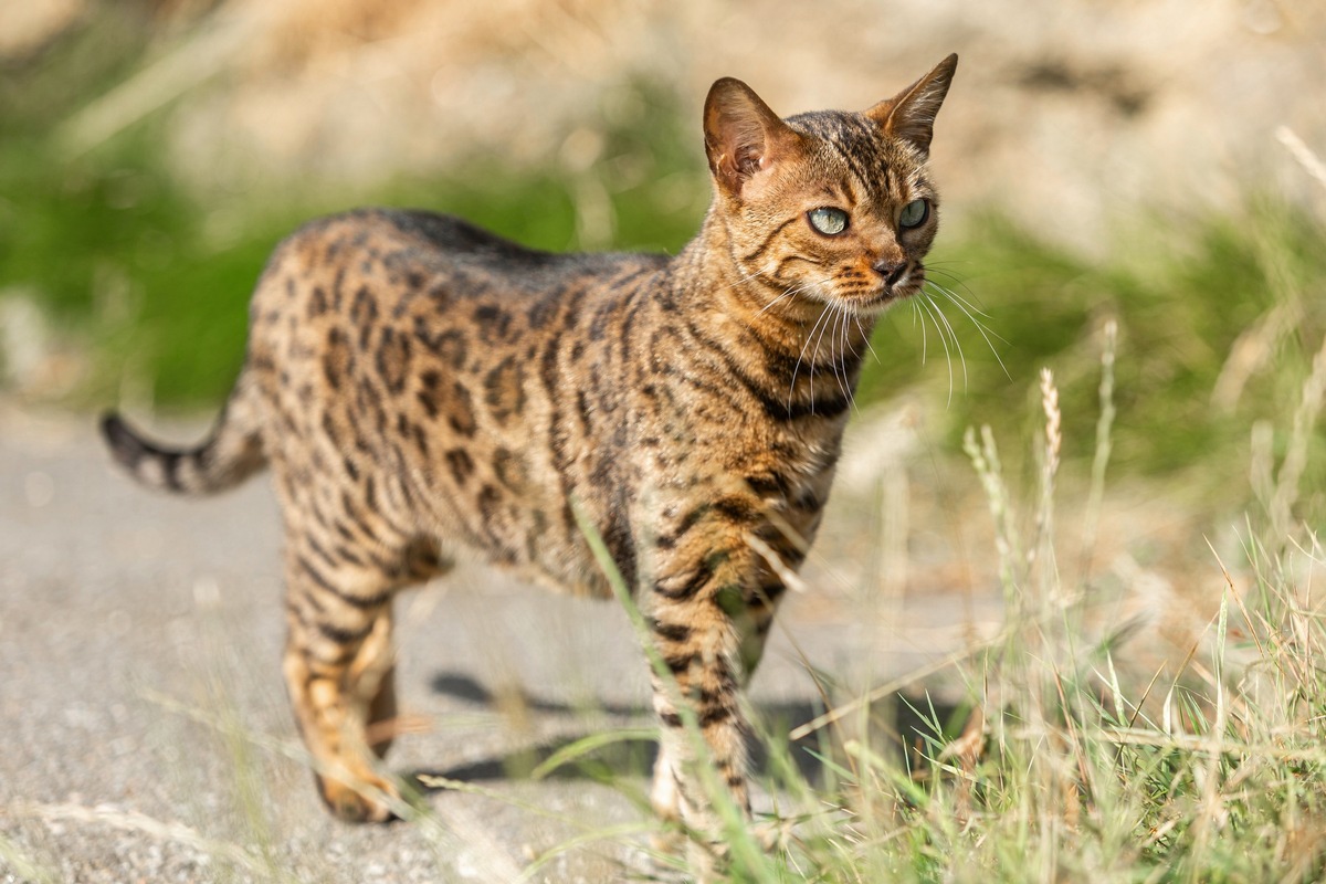 Communiqué de presse: Chats hybrides - la Protection Suisse des Animaux PSA en déconseille la détention et demande des obligations plus strictes