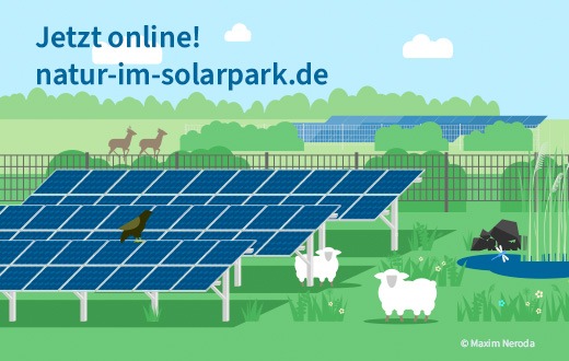 PM: Mehr Natur im Solarpark – neue Wissensplattform unterstützt kommunales Handeln