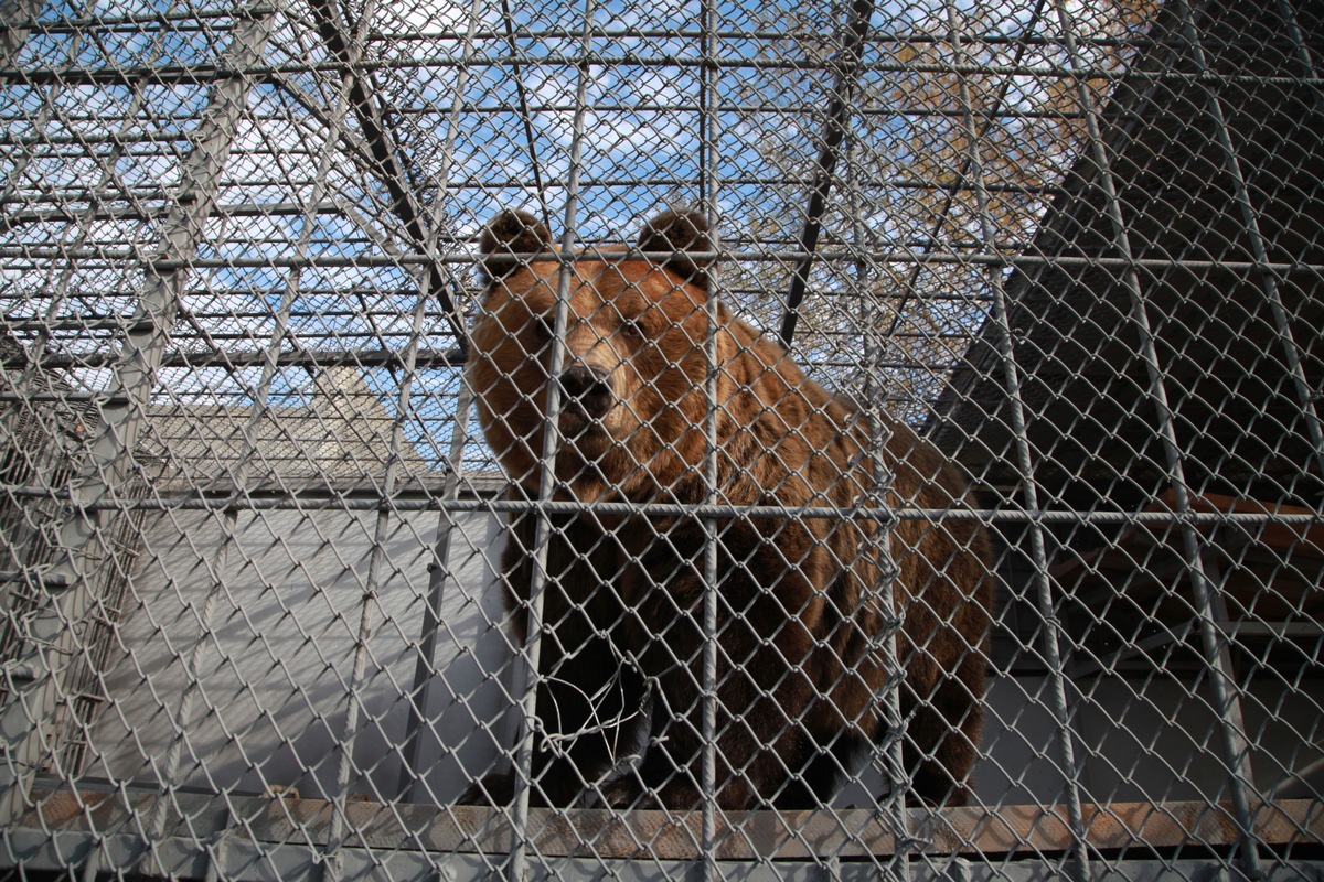 Deux des derniers &quot;ours de restaurant&quot; d&#039;Albanie cherchent un nouveau foyer / QUATRE PATTES projette de les accueillir très prochainement