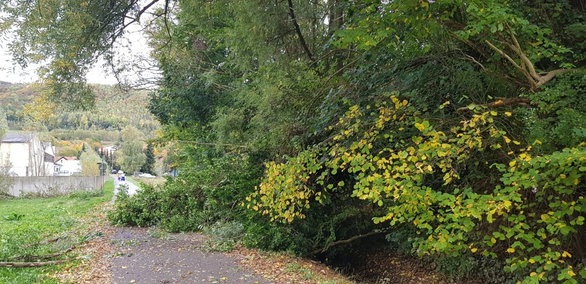 FW Lügde: Baum auf Fahrbahn