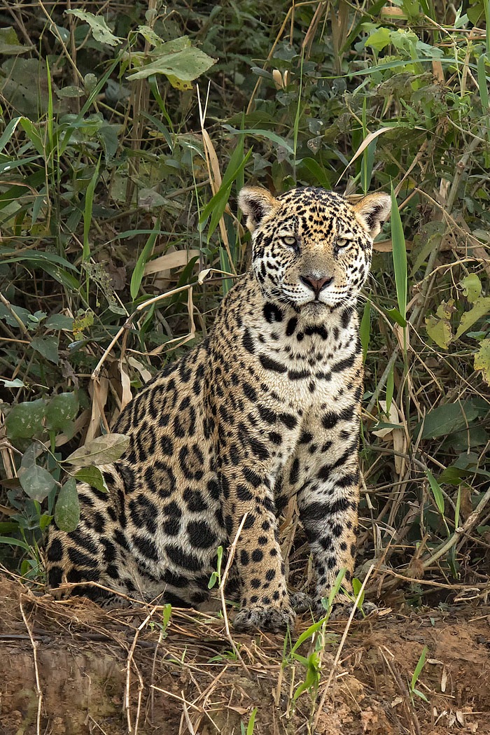 Wandernde Tierarten benötigen Schutz - Vertragsstaaten der Bonner Konvention tagen ab Montag in Indien