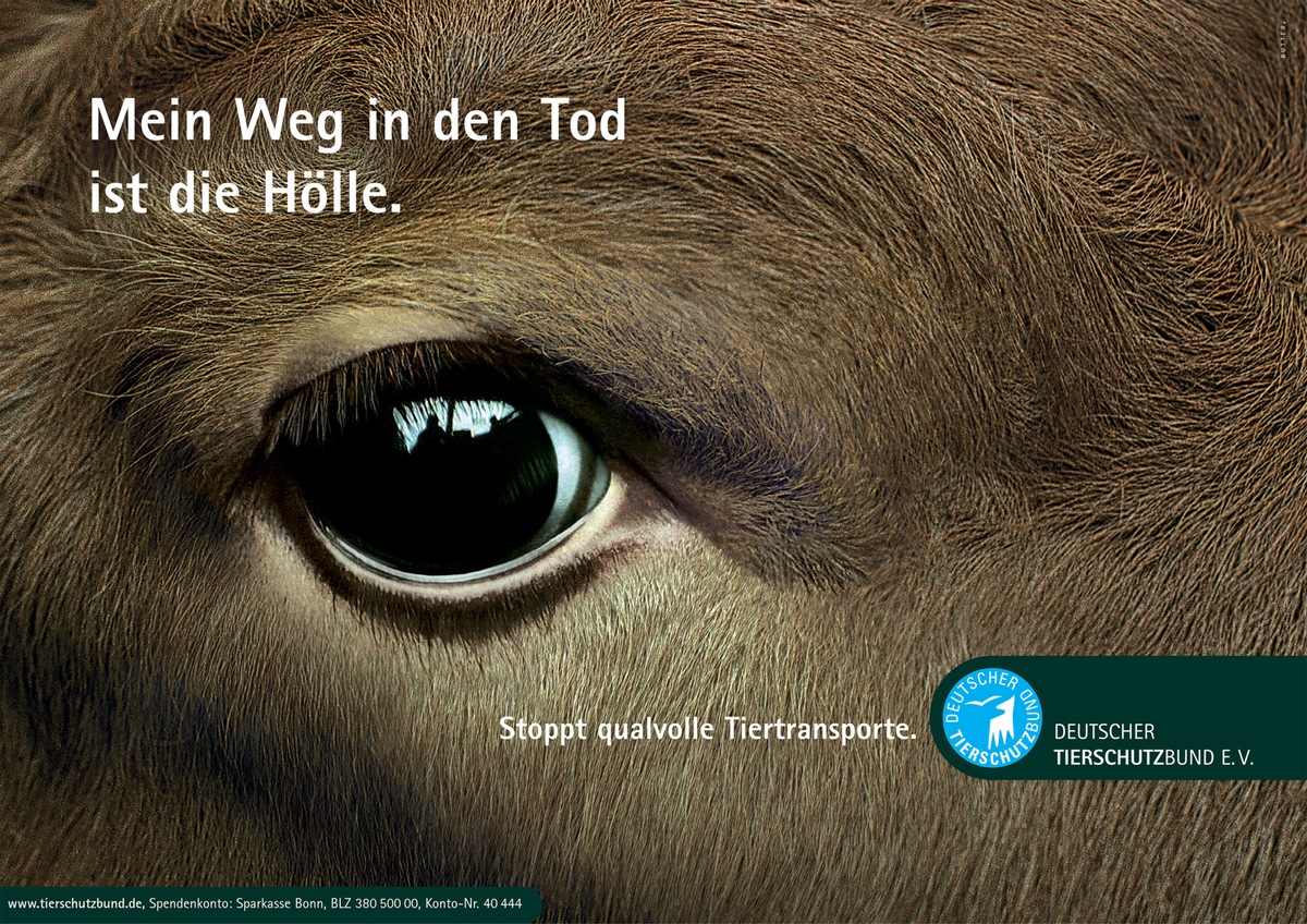 Tiertransporte Thema im Bundesrat: Acht Stunden sind genug (mit Bild)