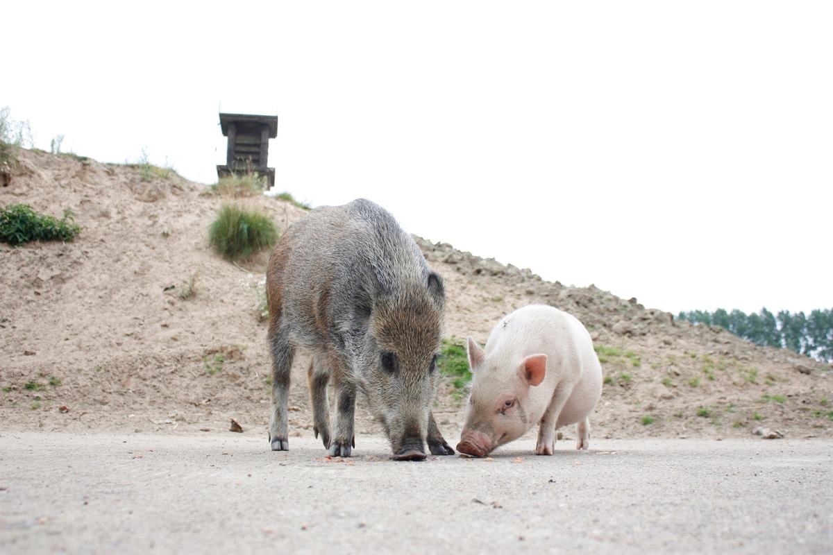 PM - 15 Jahre Tierschutzzentrum Weidefeld