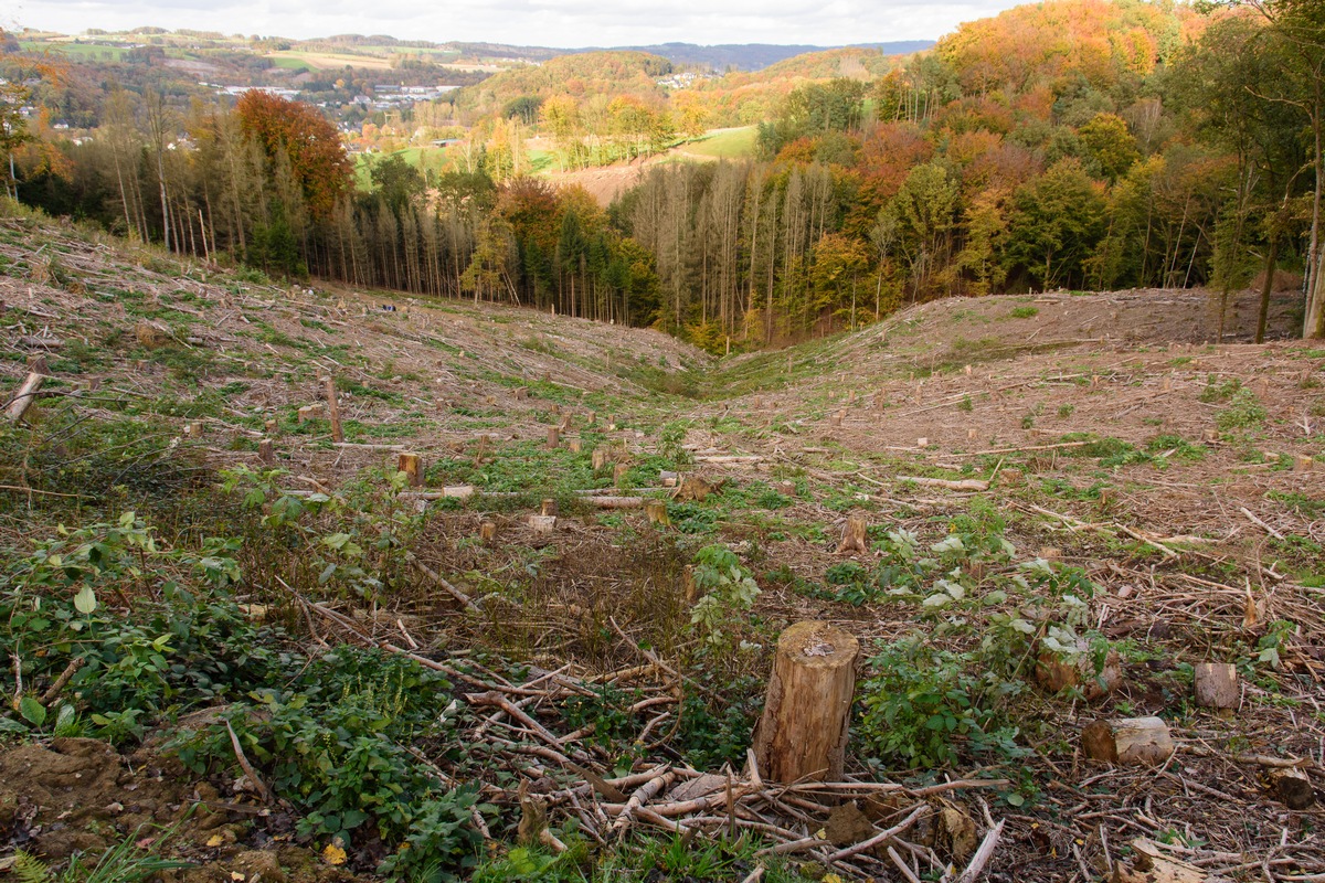 Klimaneutrale vegane Eigenmarke Food For Future: PENNY pflanzt 16.000 Bäume bei Overath / In Deutschland und Peru Waldschutzprojekte über ClimatePartner