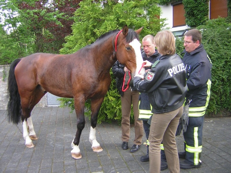 POL-GOE: (437/2006) Pferd flüchtet nach Göttingen