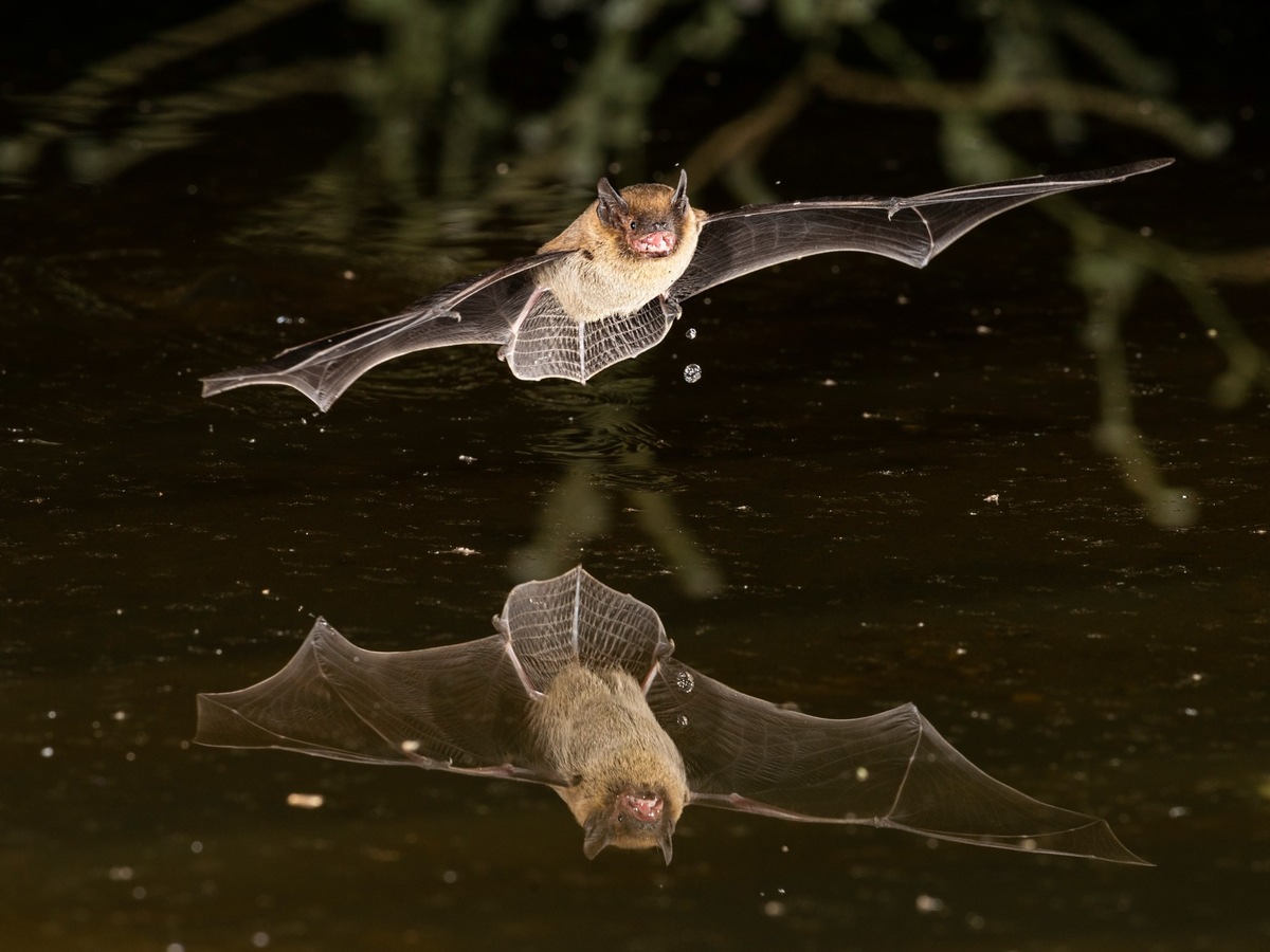 Internationale Nacht der Fledermäuse im und ums Naturama