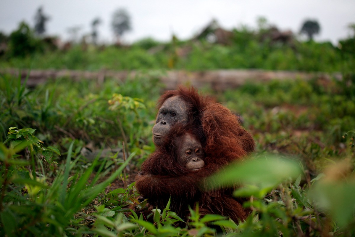 VIER PFOTEN rettet Orang-Utans in Borneo vor Kopfgeldjägern / Tierschützer bringen Mutter und Tochter im Regenwald in Sicherheit (mit Bild)