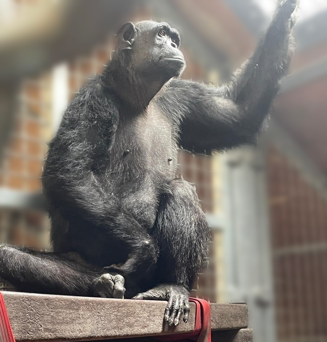 PM: DHL Express fliegt Chocolat, einen Schimpansen mit Behinderung, in ein schönes neues Zuhause in der Monkey World / PR: DHL Express flies Chocolat, the disabled chimp, to a sweet new home at Monkey World